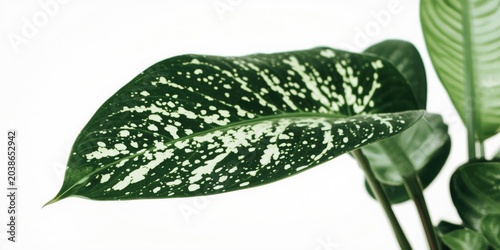 Exotic tropical houseplant ...