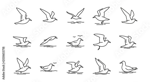 Outlined seagull silhouettes in flight showing various positions on white