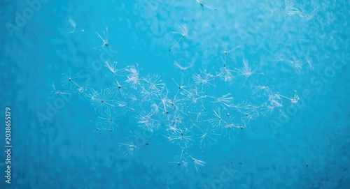 Dandelion seeds floating gr...