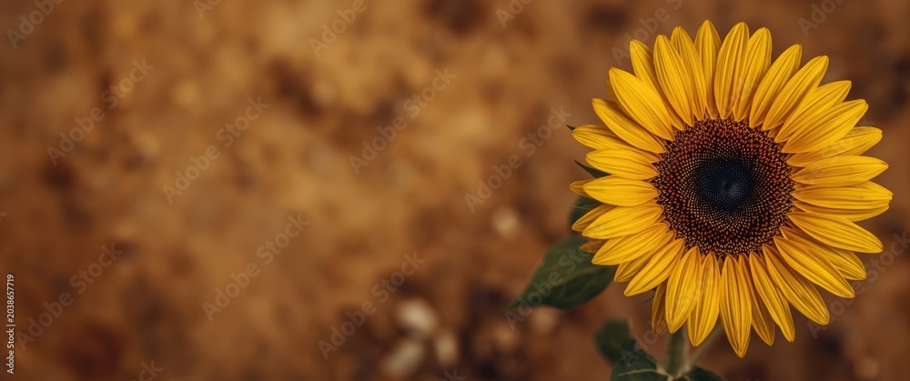 Obraz premium Detailed sunflower flower on an earthy grainy background featuring copy space