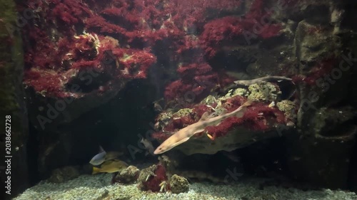 Aquarium with fishes and rocks