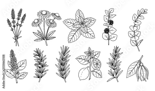 Obraz na plátne Culinary aromatic herbs and traditional medicinal plants botanical hand drawn li