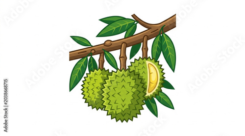 Schilderij op canvas Fresh Durian Fruit Hanging on Tree Branch with Leaves.