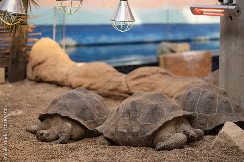 Three giant tortoises resting on sandy ground in indoor tropical habitat with rocks and heating lamps, exotic wildlife conservation, reptile care, zoology, biodiversity and longevity