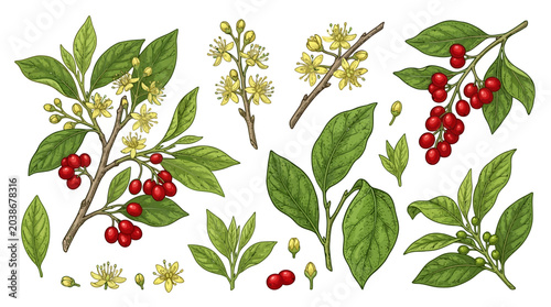 Spicebush Vector Illustration | Woodland Botanical Plant Artwork | Nature Floral Design
