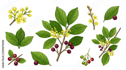 Spicebush Vector Illustration | Woodland Botanical Plant Artwork | Nature Floral Design