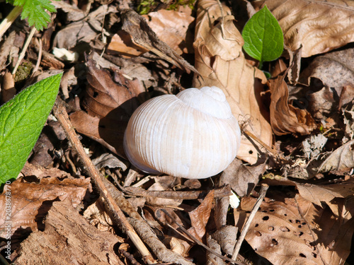 Canvas Print Empty snail shell in nature.