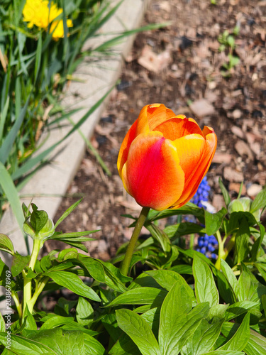 Tulips in the ornamental garden in front of the apartment building.
