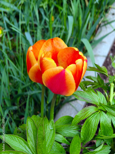 Tulips in the ornamental garden in front of the apartment building.
