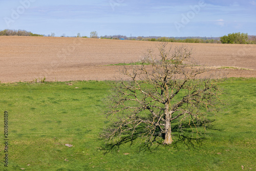 A Lone Tree In A Pasture During Spring