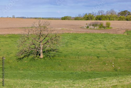 A Lone Tree In A Pasture During Spring