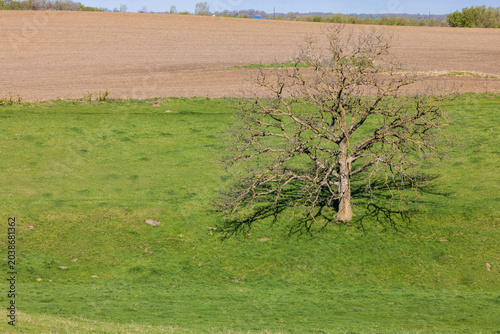 A Lone Tree In A Pasture During Spring