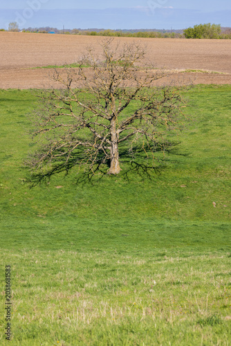 A Lone Tree In A Pasture During Spring