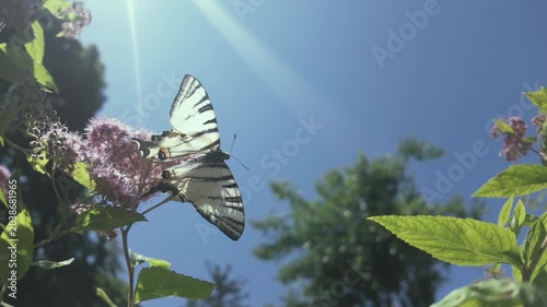 Close-up of Scarce Swallowtail butterfly with wings spread as it drinks nectar from rosy-pink Meadowsweet on sunrays against blue sky, backlit by sun 