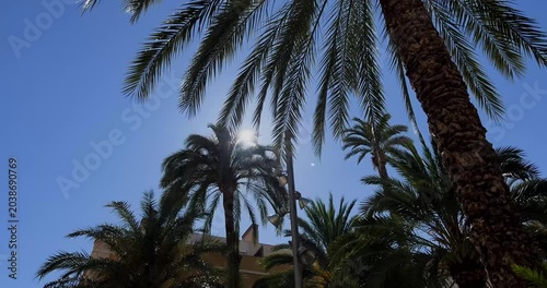 palm trees against blue sky