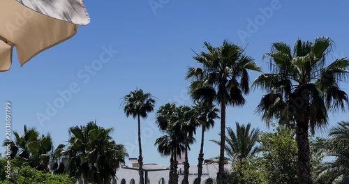 palm trees on the beach