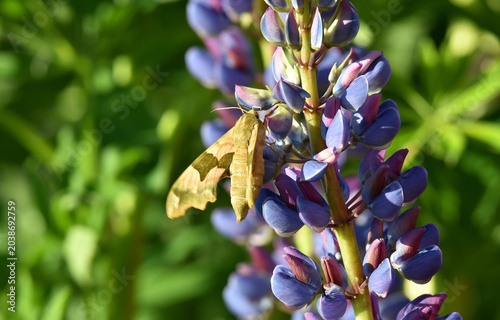 Lindenschwärmer an den Lupinen