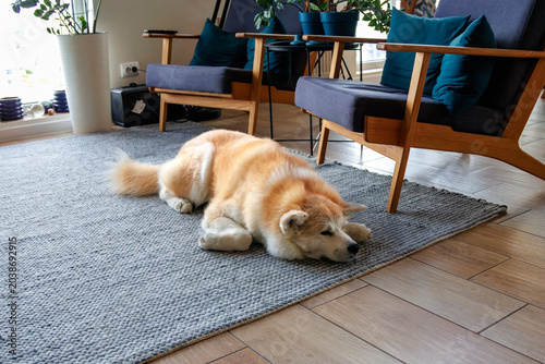 A beautiful fluffy Japanese Akita dog relaxing on a grey carpet inside a cozy, modern living room. Comfortable domestic life concept with copy space.