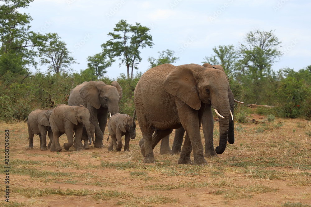 Fototapeta premium Afrikanischer Elefant / African elephant / Loxodonta africana