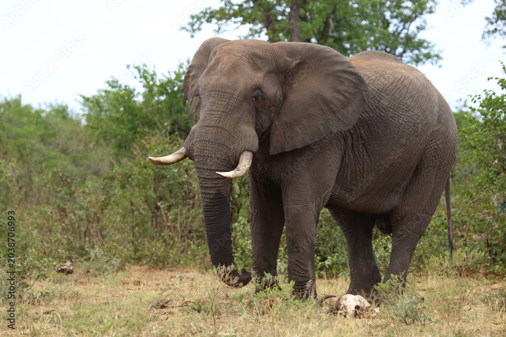 Obraz premium Afrikanischer Elefant / African elephant / Loxodonta africana