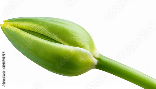 Green Tulip Flower Bud On Stem Isolated On Transparent Background