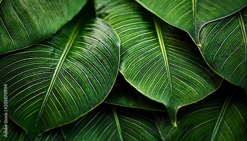 Closeup Of Exotic Tropical Jungle Leaf With Veins Dark Green Chic Stylish Abstract Tropical Botanical Background Summer Theme Lifestyle Travel Blog Backdrop