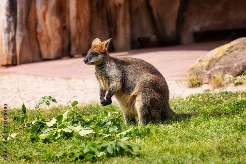 Obraz premium Ein Sumpfwallaby (Wallabia bicolor) sitzt zum Fressen in der Sonne vor ein paar Ästen im Gras