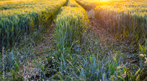Fotografie Green wheat field, lodging wheat crops in circles, loss farmer's crop, reduction
