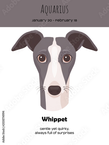 Zodiac sign Aquarius and Whippet Dog breed. Dog breed most compatible with Aquarius.