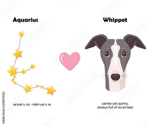 Quadro su tela Zodiac sign Aquarius and Whippet Dog breed