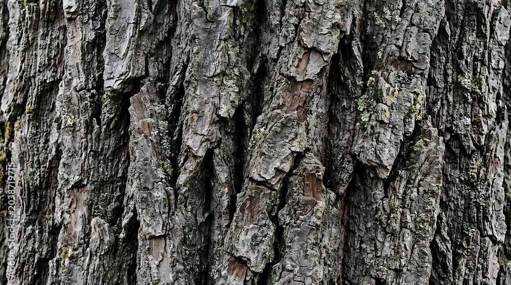 Fototapeta premium Rough Oak Tree Bark Texture Background, Old Natural Wood Cracks Pattern Close Up