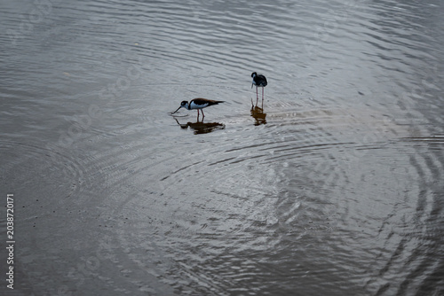 Foto Black necked stilts foraging in calm water with ripples, Galapagos