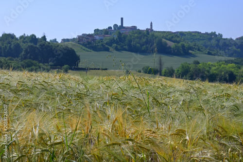 Foto Sul sentiero di Aleramo (Montiglio Monferrato)