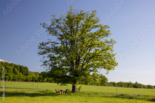 Bild auf Leinwand single aesthetic tree in the field