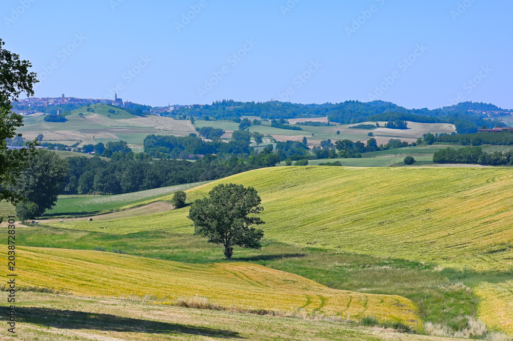 Obraz premium Sul sentiero di Aleramo (Montiglio Monferrato)