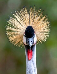 A close-up portrait of a bird with a distinctive crest (1)