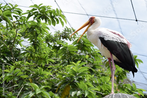 Photography Milky stork Mycteria cinerea standing with open beak on a stone ball inside a la