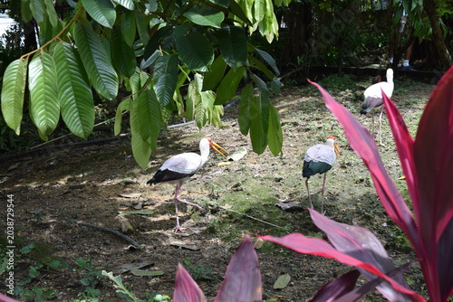 Photography Painted storks Mycteria leucocephala walking under tropical green leaves at KL B