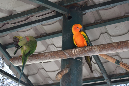 Canvas Print Sun conure and rose-ringed parakeet perched on a wooden branch under an outdoor