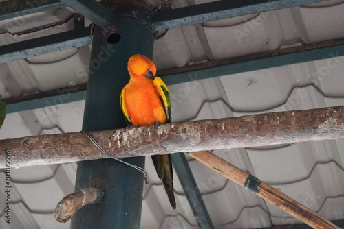 Photography Colorful sun conure Aratinga solstitialis preening its yellow feathers on a wood