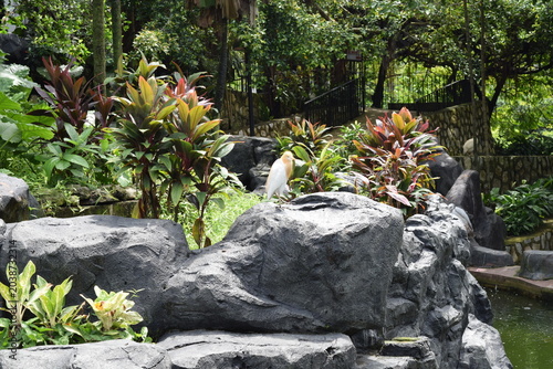 Photography Cattle egret Bubulcus ibis in breeding plumage standing on a stone wall at KL Bi