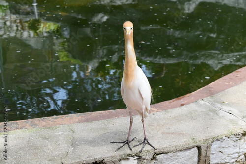 Photography Cattle egret Bubulcus ibis in breeding plumage standing on a stone border lookin