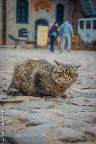 Wildcat rests on cobblestones