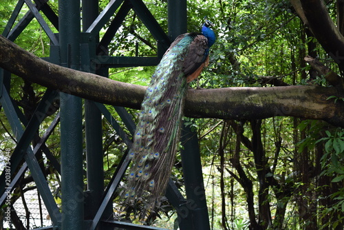 Photography Indian peacock male Pavo cristatus perched on a tree branch showing long beautif