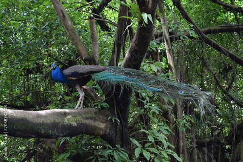 Photography Indian peacock male Pavo cristatus perched on a tree branch showing long beautif