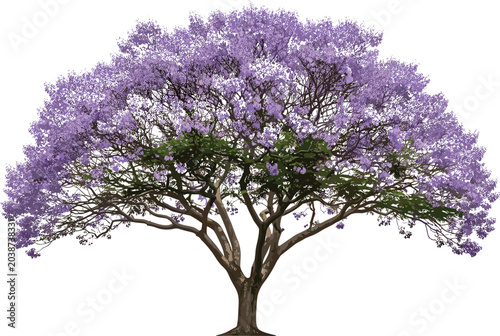Принти на полотні Vector bundle of blooming jacaranda trees, royal crowns, green apples, starling