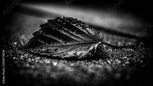 Close up black and white photograph of a textured leaf resting on a surface