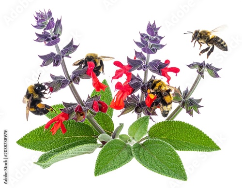 Bees on Salvia Plant.
