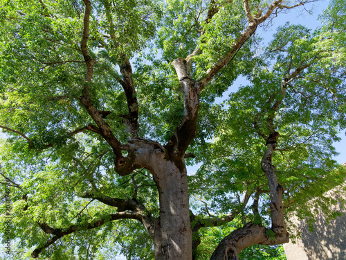 Micocoulier de Provence (Celtis australis) arbre d'ombrage de grande envergure à tronc larges, écorce grisâtre marquée de protubérances, branches étalées et rameaux au feuillage dense, vert luisant