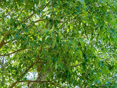 (Celtis australis) Rameaux tortueux du micocoulier de Provense ou falabreguier garnis de feuilles alternes, nervurées, ovales, pointues et dentées vert foncé luisant ressemblant à des feuilles d'ortie